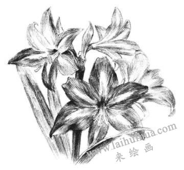 朱顶红素描画法步骤12