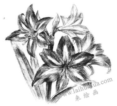 朱顶红素描画法步骤13