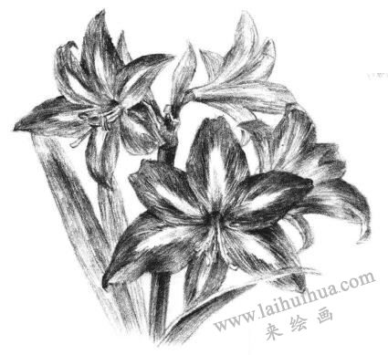 朱顶红素描画法步骤14