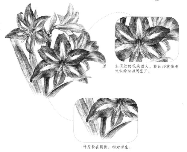 朱顶红素描画法