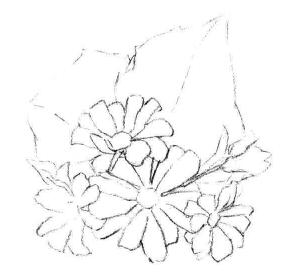 瓜叶菊的素描画法步骤02