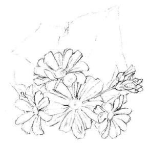 瓜叶菊的素描画法步骤03