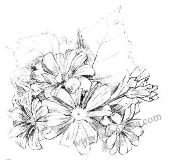 瓜叶菊的素描画法步骤05