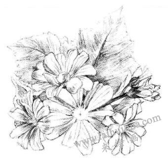 瓜叶菊的素描画法步骤06