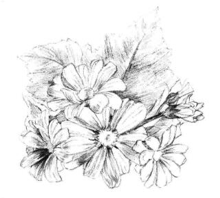 瓜叶菊的素描画法步骤07