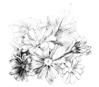 瓜叶菊的素描画法步骤08