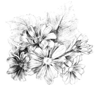 瓜叶菊的素描画法步骤09