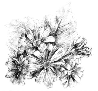 瓜叶菊的素描画法步骤10