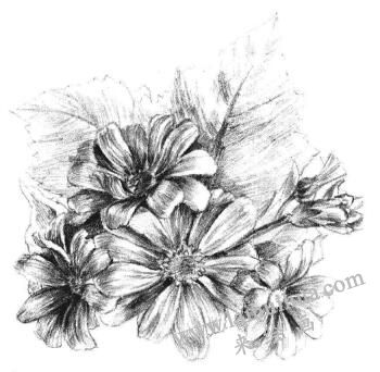 瓜叶菊的素描画法步骤11