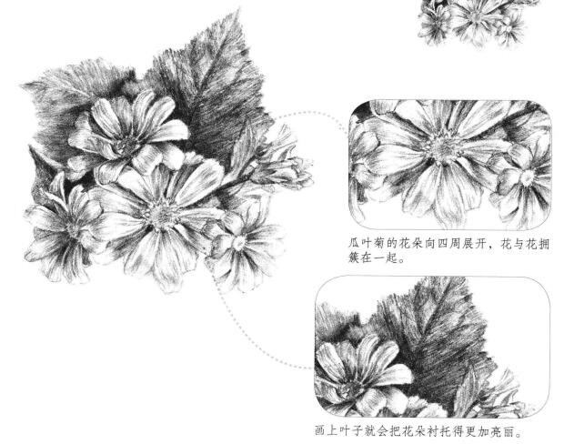 瓜叶菊的素描画法