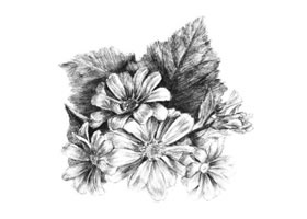 瓜叶菊的素描画法