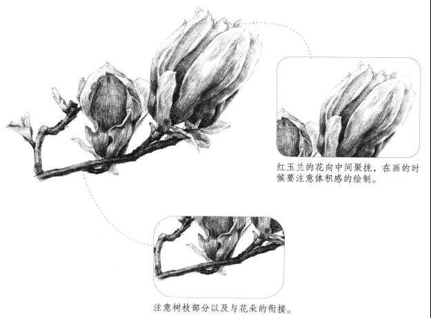 红玉兰素描画法