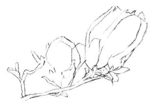 红玉兰素描画法步骤02