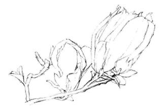 红玉兰素描画法步骤03