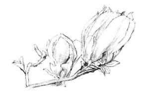 红玉兰素描画法步骤04