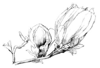 红玉兰素描画法步骤05