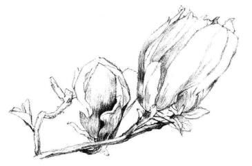 红玉兰素描画法步骤06