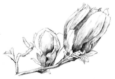 红玉兰素描画法步骤07