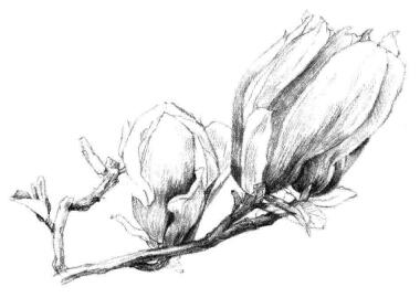 红玉兰素描画法步骤08