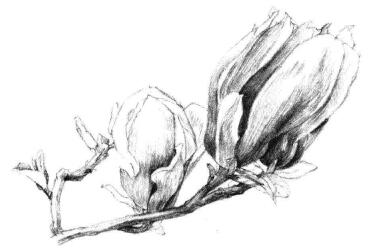 红玉兰素描画法步骤09