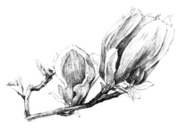 红玉兰素描画法步骤10