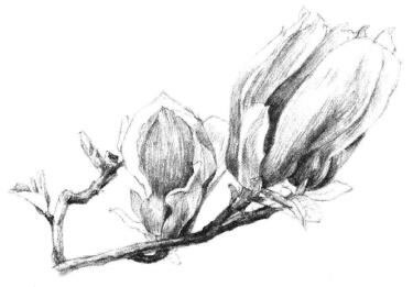 红玉兰素描画法步骤11