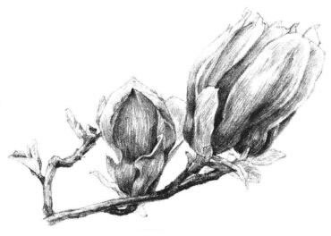 红玉兰素描画法步骤12