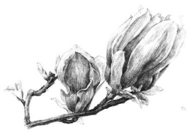 红玉兰素描画法步骤13