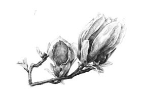 红玉兰素描画法
