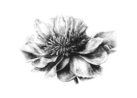 牡丹花素描画法