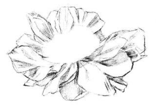 牡丹花素描画法步骤02
