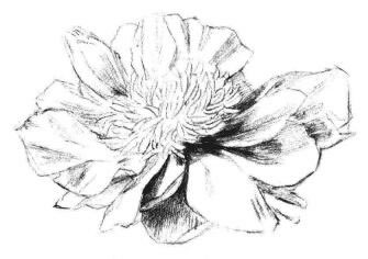 牡丹花素描画法步骤03