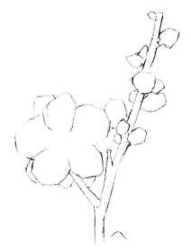 梅花素描画法步骤02