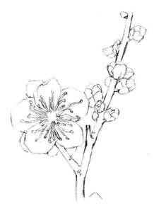 梅花素描画法步骤03