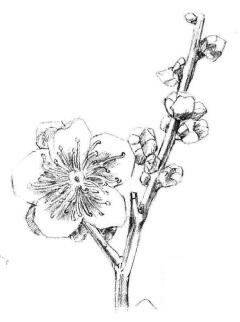 梅花素描画法步骤04