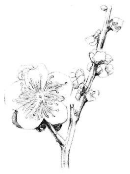 梅花素描画法步骤05