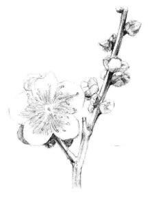 梅花素描画法步骤06