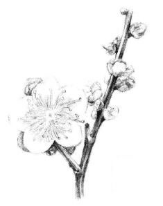梅花素描画法步骤07