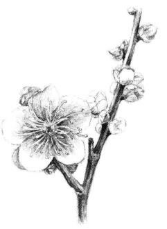 梅花素描画法步骤09