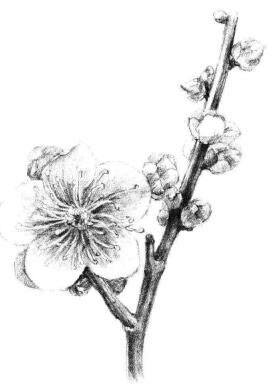 梅花素描画法步骤10