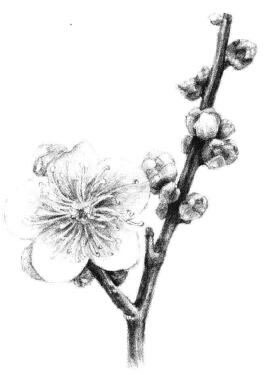 梅花素描画法步骤12
