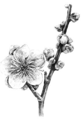 梅花素描画法步骤14
