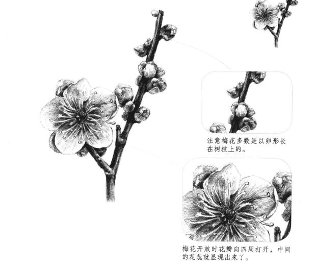 梅花素描画法
