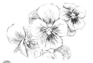 三色花素描画法步骤03