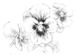 三色花素描画法步骤05