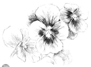 三色花素描画法步骤06