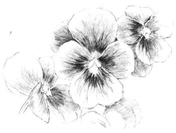 三色花素描画法步骤07