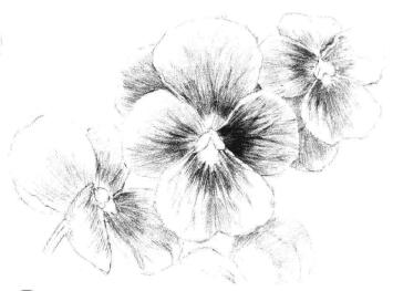三色花素描画法步骤08