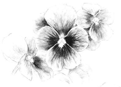 三色花素描画法步骤09