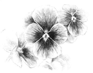 三色花素描画法步骤10